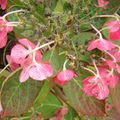 Au jardin, l'hortensia