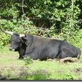 A la ferme foresti&egrave;re