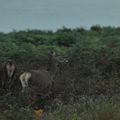 Les cerfs de Mull et d'Arran - Ecosse