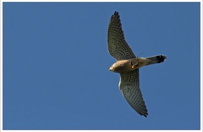 Transport aérien : ya un lézard ! 