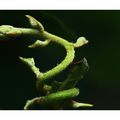 Jeune pouce d'actinidia (kiwi)