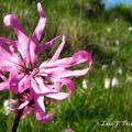 La nature est un professeur universel et sûr pour celui qui l'observe. C. Goldoni