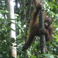 Semanggoh Orangutans nature reserve, BORNEO