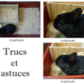 Lapin nain : astuce nettoyage de la cage.