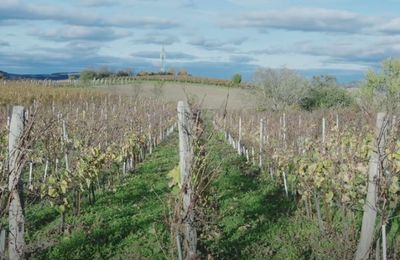 Visite au domaine Marie et Vincent Tricot à Orcet