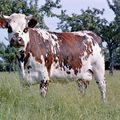 PATRIMOINE VIVANT NORMAND EN PERIL: Il faut sauver les animaux de race normande
