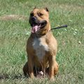 Amstaff male 3ans