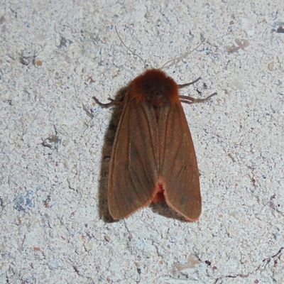 L'Ecaille cramoisie (Phragmatobia fuliginosa)