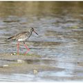 Chevalier gambette : Tringa totanus, Common redshank