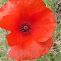 Coquelicot #3