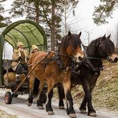 Polémique autour de l'utilisation de chevaux de trait dans une commune : des militants écologistes dénoncent l'exploitation des animaux