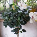 "HIBISCUS "  blanc  /=arbre  CADEAU de  MAGALIE  