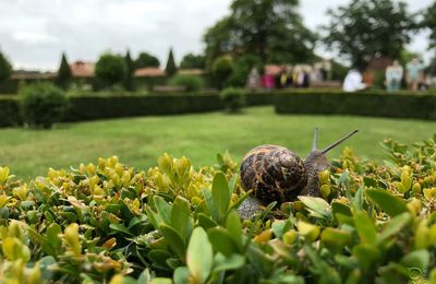 La nature du Puy du Fou..