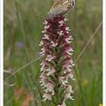 Orchidées en campagne