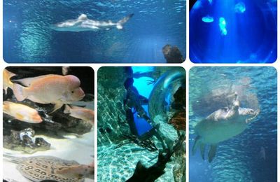 Découvrir l'Aquarium Sea Life avec les Octonauts