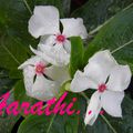 White Periwinkle Flower with Pink Center