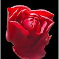 Rose... !