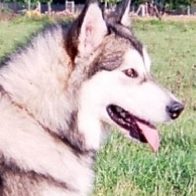 JEUNE MALAMUTE:tête de profil
