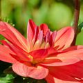 Festival du Dahlia - Parc Floral d'Orléans la Source (Loiret)