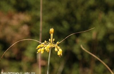 Ail Jaune