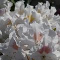 LE RHODODENDRON...