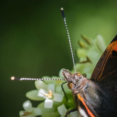 des yeux de papillons