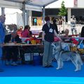 Championnat de France 2012 (Juillet 2012) : Djinn, meilleure femelle et CACIB!