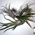 Les Tillandsias