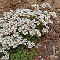 Saxifrage du Piemont (Saxifragacées)