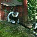lemurien maki vari noir et blanc