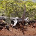 Un fossile de Rhino en Calédonie ?