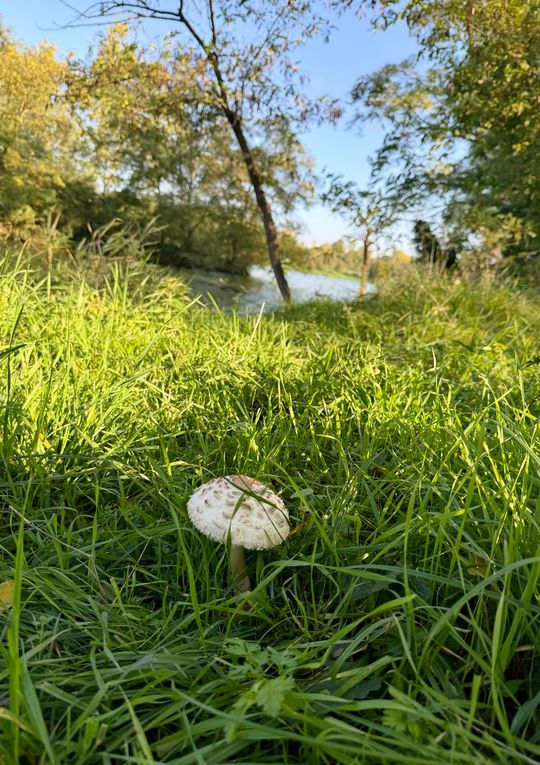 Mardi 14 octobre 2025 : j'ai fait découvrir cet Etang des Martailles (Martres d'Artière, 63430 Martres d'Artière) à Marike , nous en avons fait le tour , moi j'y viens souvent  mon diapo s'en suit , mes photos datent du 11 oct 2025
