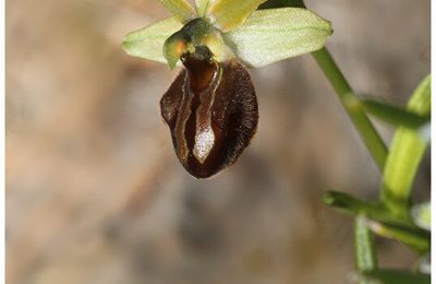 Ophrys de Marseille : Ophrys massiliensis