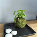 Un peu de jardinage : Tuto pour faire un kokedama