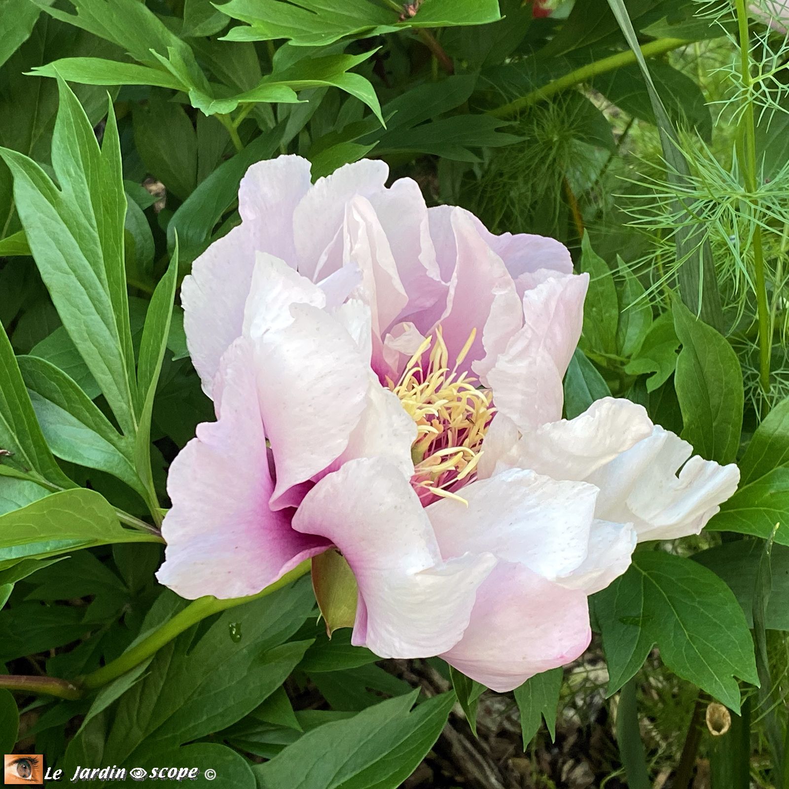 Pivoine itoh Cora Louise