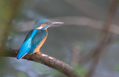 Liste des Oiseaux aux Portes de l'Essonne (62 espèces)