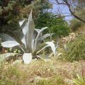 une photo chaque jour 10/ LE CHARME DU VAR  aloes