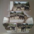 Éléphants en Tanzanie 