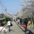 Impressions de Kyoto (1) : les cerisiers