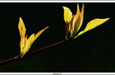 CORNOUILLER(cornus)