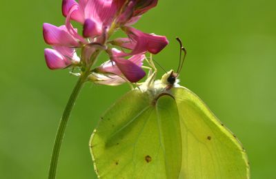 Sainfoin et Citron vert 