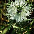 NIGELLE (Nigellea Sativa)