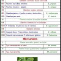 Euphorbiacées (Clef des des genres)
