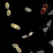 Le plancton : si utile mais si méconnu