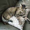 Moi vouloir être chat