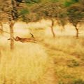 un Impala mâle en cavale