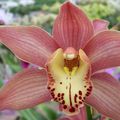 Orchidées : Cymbidium Pirate