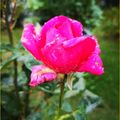 Automne au jardin
