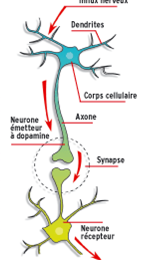 Connexions entre deux neurones 