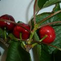 TABLE "LE TEMPS DES CERISES"